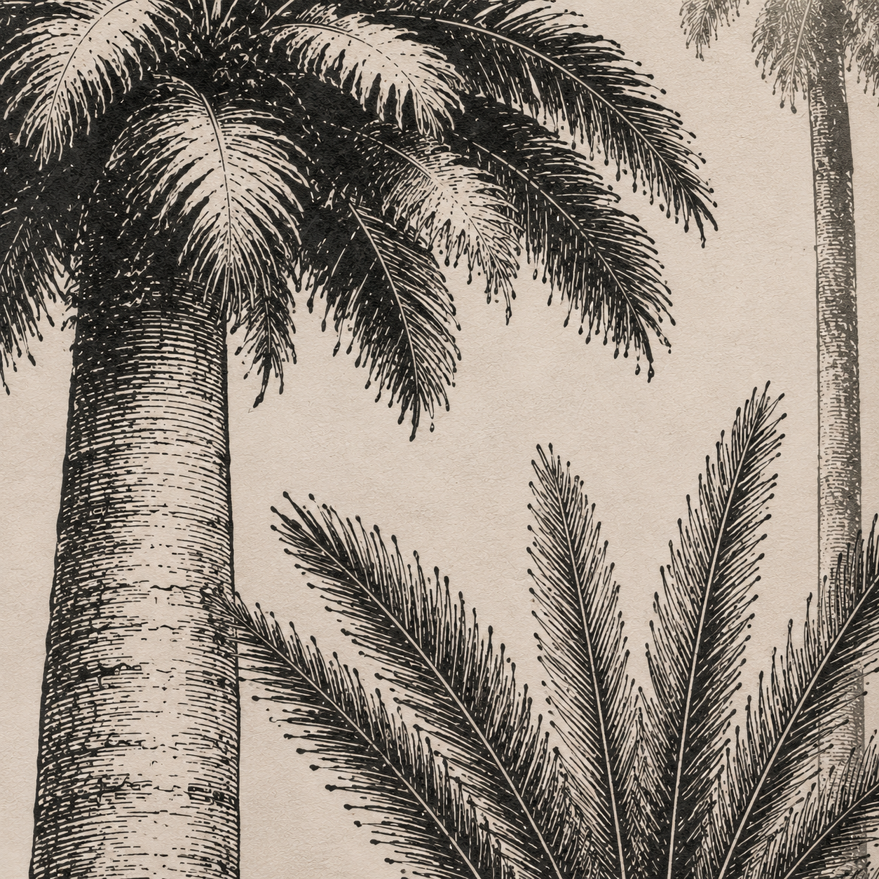 Papier Peint Ombres Tropicales