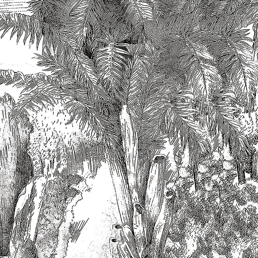Gravure des Tropiques : décor